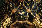 Found only in the southwestern Cape, the geometric tortoise is one of the world's most endangered reptiles.