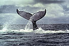 Humpback whale. Bay of Málaga, Colombia.