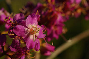 Cerrado savannah flower. Juruena National Park, Brazil.
© Zig KOCH / WWF
© Zig KOCH / WWF