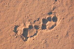 Jaguar (Panthera onca) footprints in the sand at the Onça rapids camping ground. Juruena National ...
© WWF / Zig KOCH
© WWF / Zig KOCH