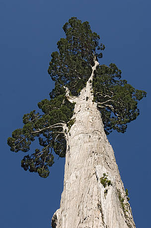 Alerce tree, the largest tree species in South America. Alerce Andino National Park, Chile.
© Kevin SCHAFER / WWF
© Kevin SCHAFER / WWF