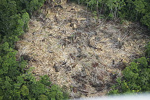 Vista panorámica de un área deforestada © Brent Stirton / Getty images / WWF Vista panorámica de un área deforestada