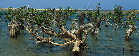 Mangrove tree; Toliara, Madagascar
© John E. NEWBY / WWF rel=