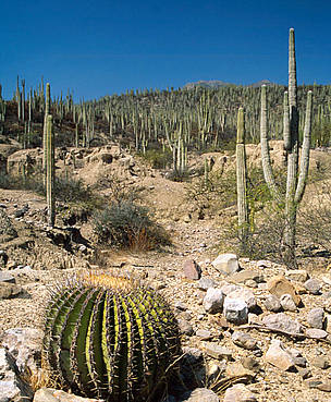 Barrel cactus near Zapotitlán Salinas,Tehuacán Valley, Puebla, Mexico. © Anthony B. Rath / WWF Barrel cactus near Zapotitlán Salinas,Tehuacán Valley, Puebla, Mexico.