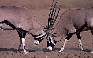 Known as the Spirit of the Desert, gemsbok have adapted to life in the Namib. © Martin HARVEY / WWF Known as the