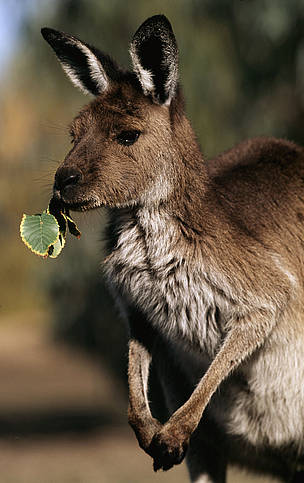 Eastern gray kangaroo (Macropus giganteus); Australia
© Martin HARVEY / WWF Macropus giganteus Eastern grey kangaroo Common species Eastern Australia
© Martin HARVEY / WWF