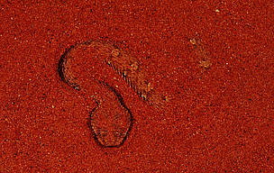 Namaqua dwarf adder camouflaged in the sand. Namib Desert, Namibia.
© Martin HARVEY / WWF
© Martin HARVEY / WWF