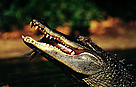 American alligator eating a fish. Southern United States.