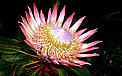 The king protea is the national flower of South Africa. © Martin HARVEY / WWF The king protea (,i>Protea cynaroides ) is the national flower of South Africa.