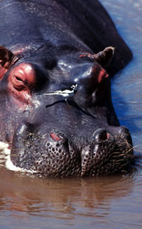 Hippopotamus.
© WWF / Fritz Pölking
© WWF / Fritz Pölking