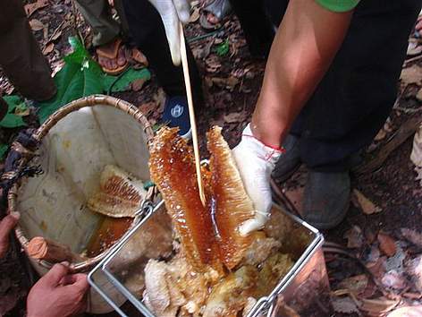 Wild honey is an important non-timber forest product that contributes to sustainable community ...
© Femy Pinto / WWF-Cambodia rel=