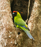 Horned Parakeet (Eunymphicus cornutus), New Caledonia, France.
© WWF / Roger LeGUEN
© WWF / Roger LeGUEN