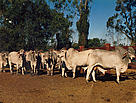 Feed is brought in for the cattle as there is nothing on the ground. This photo was taken in 1994.