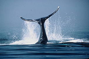 Humpback Whale (Megaptera novaeangliae) feeding (fluke). Cape Cod, Massachussets, USA / ©: WWF / William W. ROSSITER / ©: WWF / William W. ROSSITER