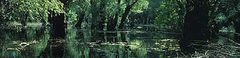 Specialized type of alluvial forest, Tisza River, Hungary. / ©: WWF-Canon / Klaus-Henning GROTH Specialized type of alluvial forest, Tisza River, Hungary. rel=