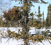 Many of the spruce trees have been affected by heat stress.
© Tonje Folkestad
© Tonje Folkestad