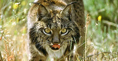 "Morena", the oldest female (13 years old) of the captive breeding program of the Iberian ... rel=