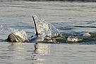 The critically endangered Irrawaddy dolphin, Orcaella brevirostris, photographed at Kratie Province in northeast Cambodia. The Mekong dolphin population is estimated at between 66 and 86 individuals inhabiting a 190km stretch of the Mekong River between Cambodia and Lao PDR.