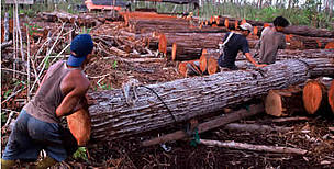 Illegal loggers clearing a swamp forest for a palm oil plantation. Central Kalimantan (Borneo), ... / ©: WWF-Canon / Alain COMPOST / ©: WWF-Canon / Alain COMPOST
