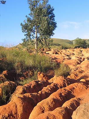 Erosion is a result of deforestation. Ivohibe, Madagascar
© Olivier van Bogaert
© Olivier van Bogaert