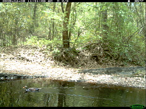 The endangered white-winged duck has only been caught on camera trap once in Phnom Prich Wildlife ...
© GDANCP / WWF-Cambodia rel=