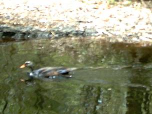 White-winged ducks, shown here is the same individual as pictured above, are rather distinctive ...
© GDANCP / WWF-Cambodia
© GDANCP / WWF-Cambodia