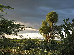 The spiny forest is home to many succulents that are under threat. Many face loss of habitat to the ...
© WWF / Naureen Nayyar
© WWF / Naureen Nayyar
