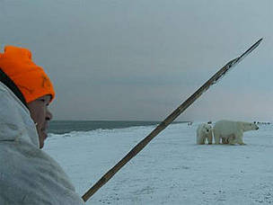 A member of a Russian Polar Bear Patrol warns off a polar bear.
© Tom Arnbom A member of the Umky Polar Bear Patrol warns off a polar bear using the traditional Chukchi method ...
© Tom Arnbom