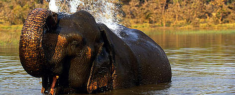Indian elephant (Elephas maximus bengalensis); Kanha National Park, Madhya Pradesh, India. / ©: Martin Harvey / WWF-Canon rel=