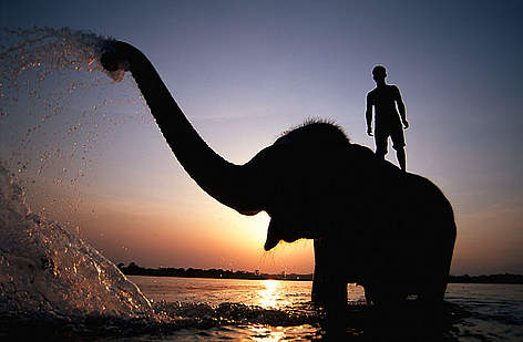 Indian elephant (Elephus Maximus) with mahout in Rapti river, Chitwan National Park, Nepal / ©: naturepl.com/Andrew Parkinson / WWF rel=