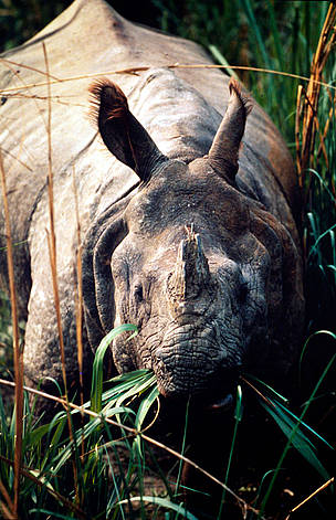 Indian one-horned rhinoceros (Rhinoceros unicornis).
© WWF / Gerald S. CUBITT Indian one-horned rhinoceros (<i>Rhinoceros unicornis</i>) - grazing on elephant grass, ...
© WWF / Gerald S. CUBITT