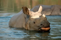 Poaching remains a problem for greater one-horned (or Indian) rhinos (Rhinoceros unicornis).
© WWF / Michel Gunther
© WWF / Michel Gunther