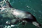 Indus river dolphin.