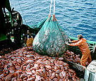 Industrial fishing of the deep-sea fish orange roughy, also known as deep-sea perch.