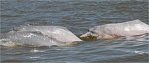 The Amazon River dolphin or pink river dolphin was recorded by science in the 1830s, and given the scientific name of Inia geoffrensis. In 2006, scientific evidence showed that there is a separate species – Inia boliviensis – of the dolphin in Bolivia, although some scientists consider it a subspecies of Inia geoffrensis. In contrast to the Amazon River dolphins, their Bolivian relatives have more teeth, smaller heads, and smaller but wider and rounder bodies.