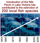 Introduction of the Nile Perch in Lake Victoria has contributed to the extinction of 200 local fish ...
© WWF Introduction of the Nile Perch in Lake Victoria has contributed to the extinction of 200 local fish ...
© WWF