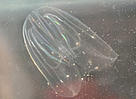 It might look harmless, but the North American comb jellyfish (Mnemiopsis leidyi) has had a ...
© Ahmet Kideys
© Ahmet Kideys