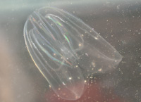 The North American comb jellyfish has had a devastating affect on the Black Sea.
© Ahmet Kideys
© Ahmet Kideys