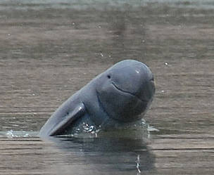 A) Dead sample of Irrawaddy dolphin, Orcaella brevirostris in