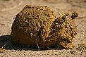 Give the gift of dung and save elephants and people from each other in Africa! © iStockphoto.com/Hansjoerg Richter Give the gift of dung and save elephants and people from each other in Africa!
