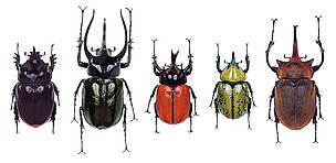 Various beetle species.
© iStockPhoto / Hernan Pardo
© iStockPhoto / Hernan Pardo
