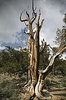 Gnarled and ancient Bristlecone Pine