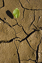 Small plant growing in drying mud.