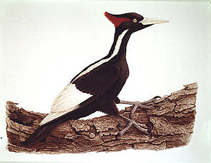 Ivory-billed (Campephilus principalis) woodpecker drawing.
© WWF / Paul BARRUEL Ivory-billed (<i>Campephilus principalis</i>) woodpecker drawing.
© WWF / Paul BARRUEL