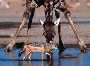 Black-backed jackal (Canis mesomelas) and giraffe at a waterhole, Namibia.
© WWF / Martin Harvey Black-backed jackal (Canis mesomelas) and giraffe at a waterhole, Namibia.
© WWF / Martin Harvey