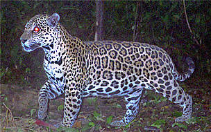 A jaguar is photographed by a camera trap as part of a large-scale census of jaguars in the Amazon ...
© Santiago Espinosa A jaguar is photographed by a camera trap as part of a large-scale census of jaguars in the Amazon ...
© Santiago Espinosa