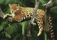 Iguaçu National Park is important for many endangered species, including jaguars (Panthera onca).
© WWF / Y.-J. Rey-Millet
© WWF / Y.-J. Rey-Millet