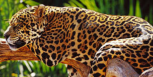 Revered and feared, the jaguar is the biggest cat species in the Americas.
© WWF / Michel GUNTHER Jaguar (<i>Panthera onca</i>), Brazil.
© WWF / Michel GUNTHER