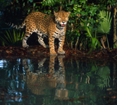 Jaguar (Panthera onca), Belize.
© WWF / Anthony B. RATH
© WWF / Anthony B. RATH