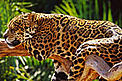 The new protected areas will help protect the endangered Brazilian jaguar (<i>Panthera onca</I>) and other Amazon species. © WWF / Michel Gunther The new protected areas will help protect the endangered Brazilian jaguar (Panthera onca) and other Amazon species.
